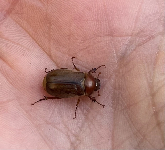 Amphimallon assimile - kis sárgacserebogár