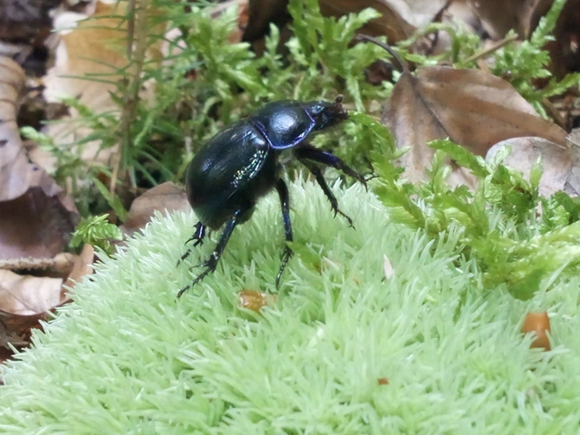 Anoplotrupes stercorosus - erdei álganéjtúró