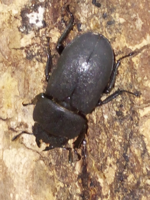 Dorcus parallelipipedus - kis szarvasbogár