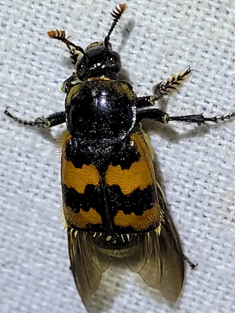 Nicrophorus vespillo - közönséges temetőbogár