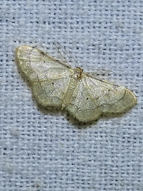 Idaea politaria - vonalas apróaraszoló