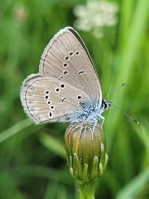 Cyaniris semiargus - aprószemes boglárka
