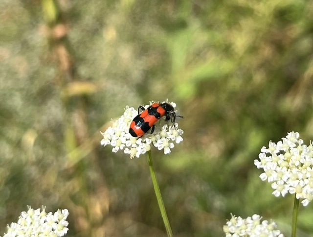 Trichodes apiarius - szalagos méhészbogár
