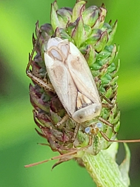 Adelphocoris lineolatus - lucernapoloska