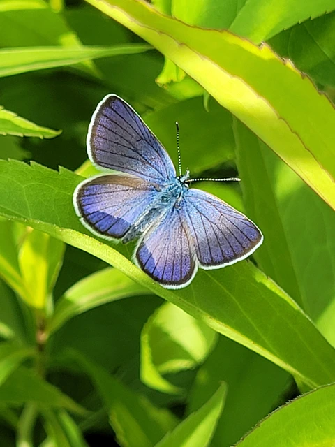 Cyaniris semiargus - aprószemes boglárka