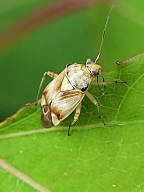 Lygus pratensis - változó mezeipoloska