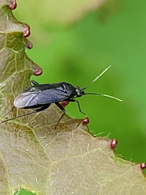 Plagiognathus arbustorum