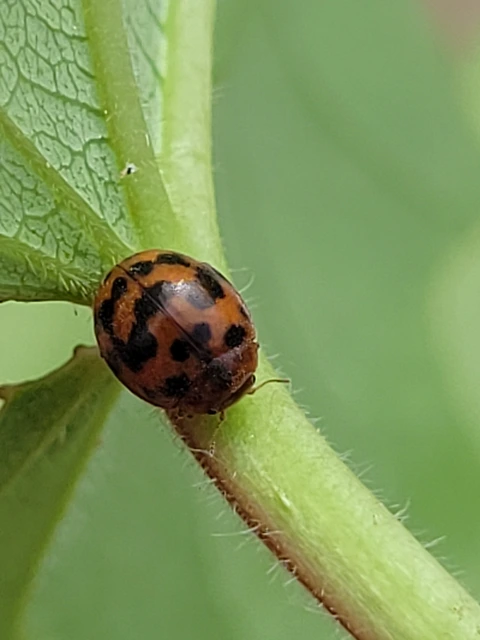 Subcoccinella vigintiquatuorpunctata - lucernaböde