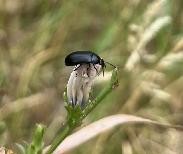 Podonta nigrita - szerecsenbogár