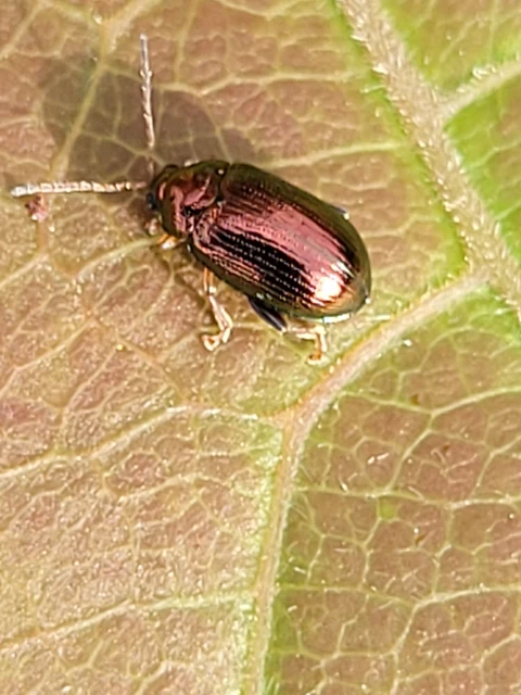 Crepidodera