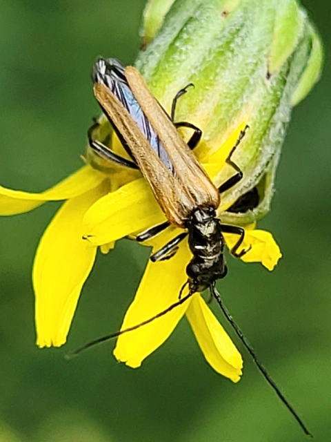 Oedemera femorata - sárgahátú álcincér