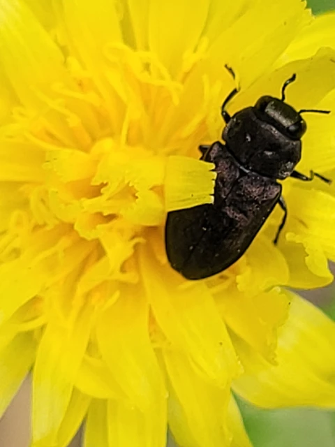 Anthaxia quadripunctata - fekete virágdíszbogár Anthaxia quadripunctata - fekete virágdíszbogár