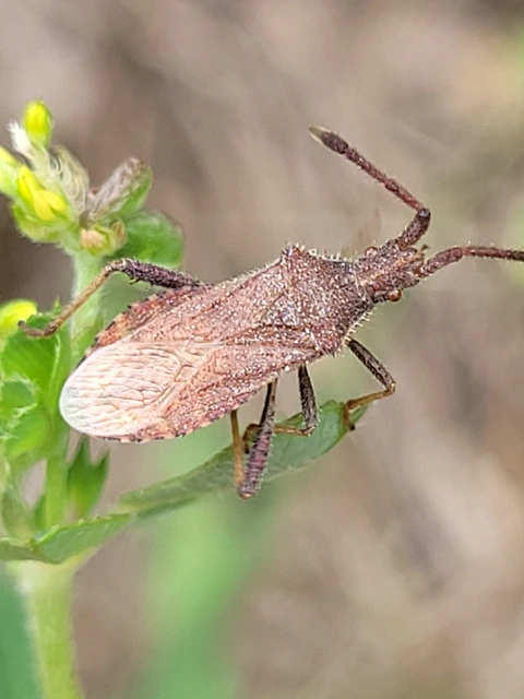 Coriomeris