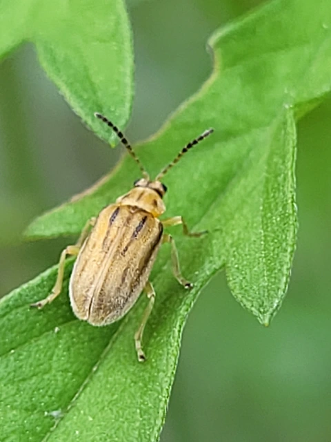 Ophraella communa - parlagfű-olajosbogár