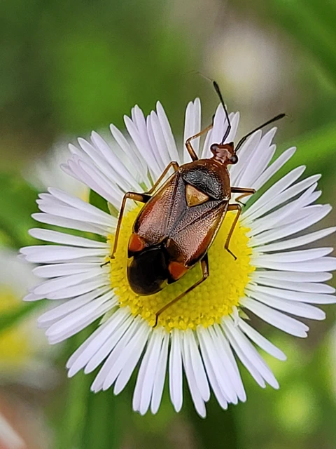 Deraeocoris ruber - vöröses mezeipoloska