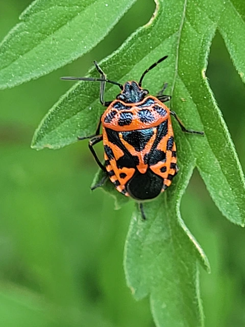 Eurydema Eurydema