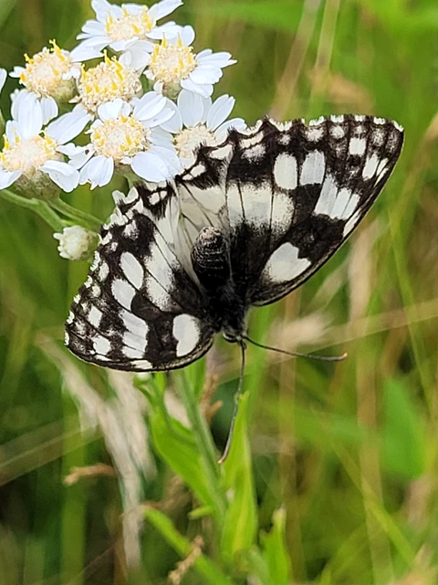 Melanargia galathea - sakktáblalepke