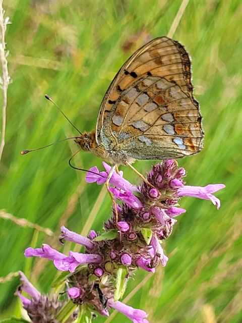 Argynnis adippe - ezüstös gyöngyházlepke