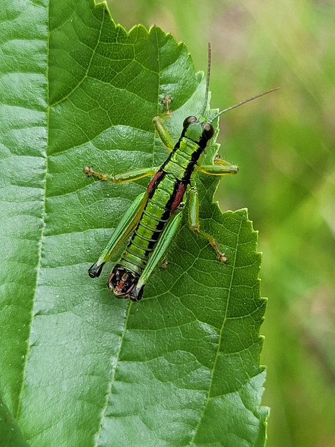 Odontopodisma schmidtii - Schmidt-hegyisáska