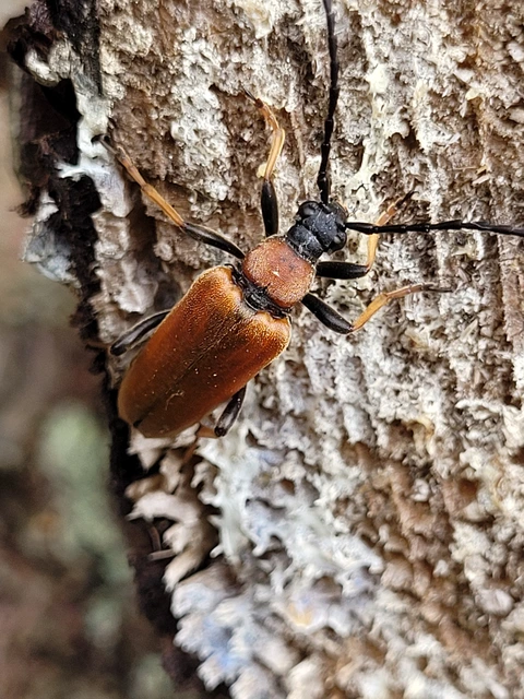 Stictoleptura rubra - vörös virágcincér