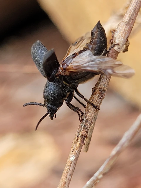 Spondylis buprestoides - erdei félcincér