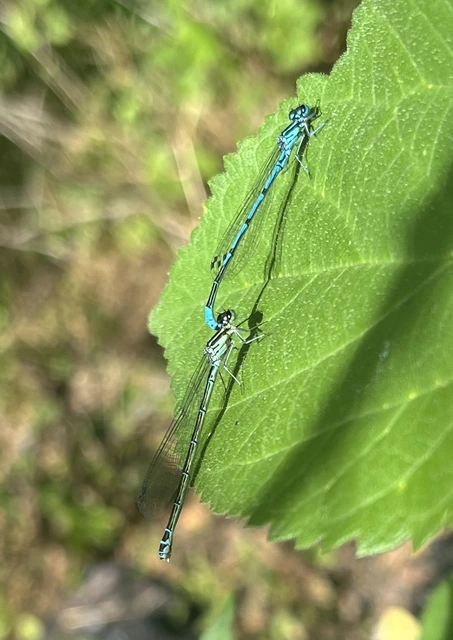 Coenagrion puella - azúrkék légivadász