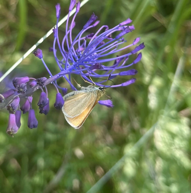 Thymelicus lineola - vonalas busalepke