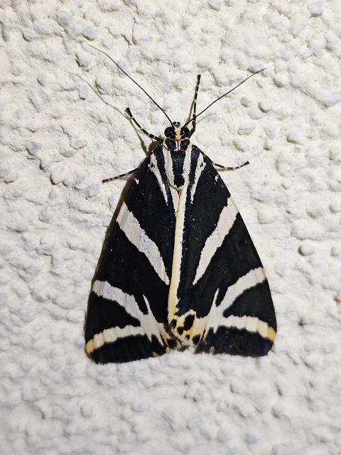 Euplagia quadripunctaria - csíkos medvelepke