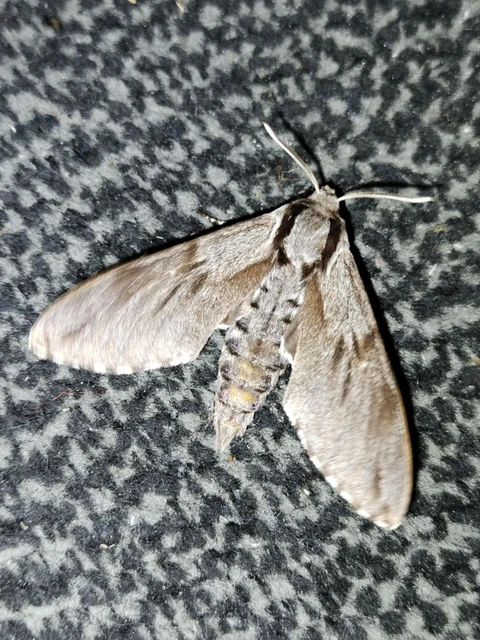 Hyloicus pinastri - fenyőszender