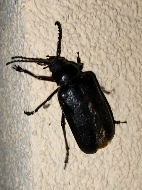 Prionus coriarius - csőszcincér