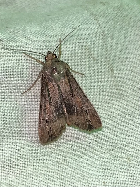 Agrotis ipsilon - nagy földibagoly