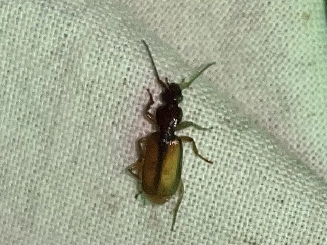 Polistichus connexus - barna sutafutó