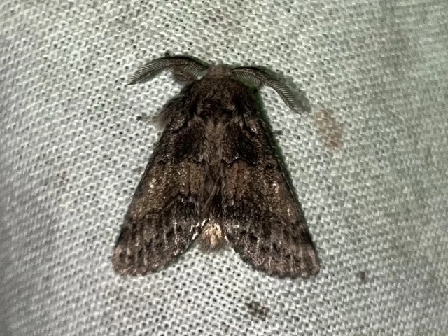Gluphisia crenata - kormos púposszövő