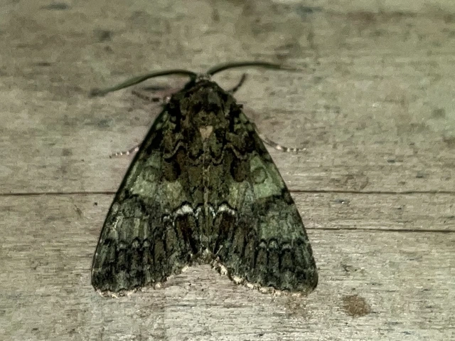 Polyphaenis sericata - selyemfényű erdeibagoly