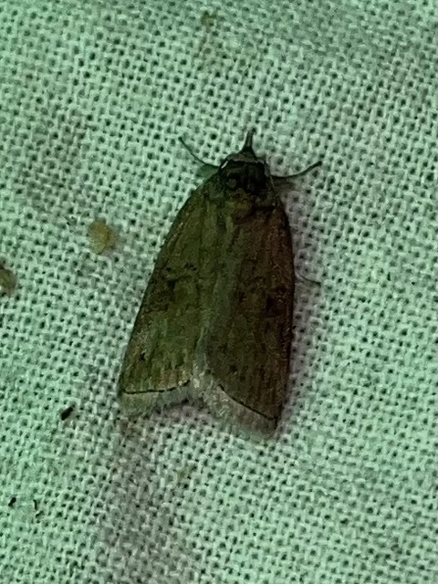 Nycteola asiatica - nyárfa-trapézbagoly