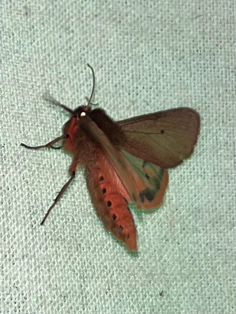 Phragmatobia fuliginosa - füstös medvelepke