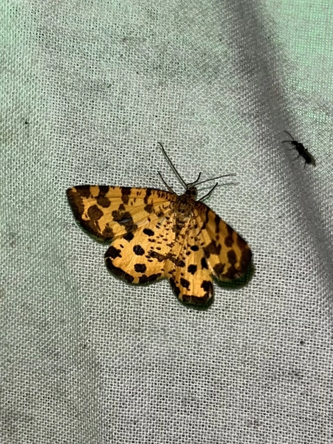 Pseudopanthera macularia - párducfoltos araszoló