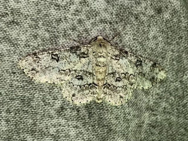 Ascotis selenaria - holdas faaraszoló