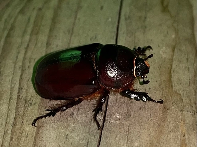 Oryctes nasicornis - orrszarvú bogár