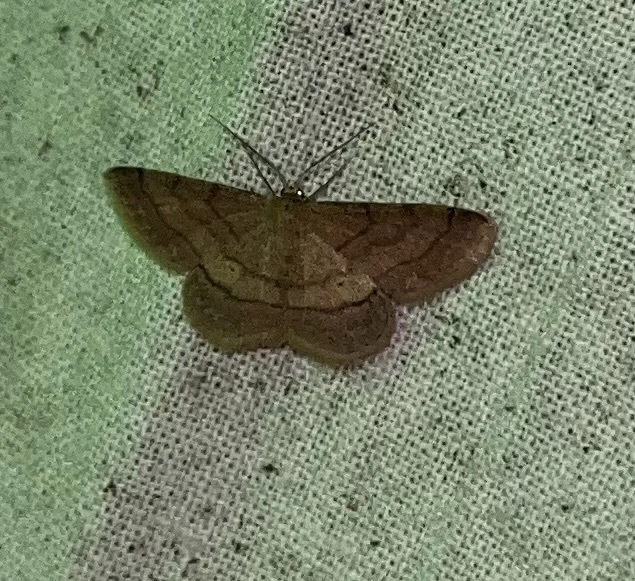 Scopula rubiginata - réti pirosaraszoló