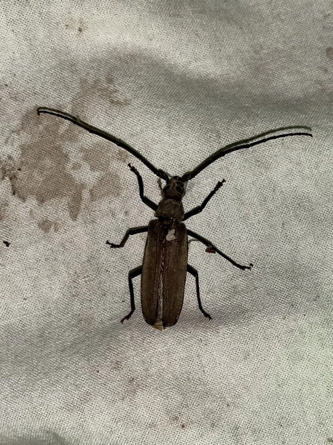 Aegosoma scabricorne - diófacincér