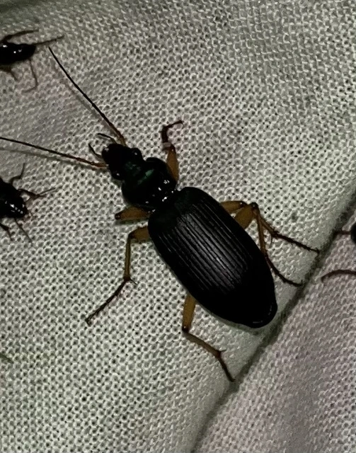 Dolichus halensis - hantfutó