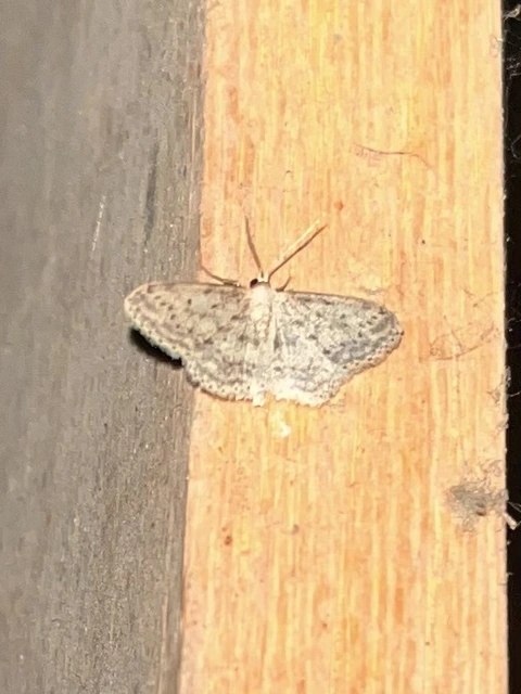Idaea seriata - szürke apróaraszoló