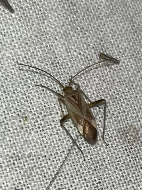 Adelphocoris lineolatus - lucernapoloska