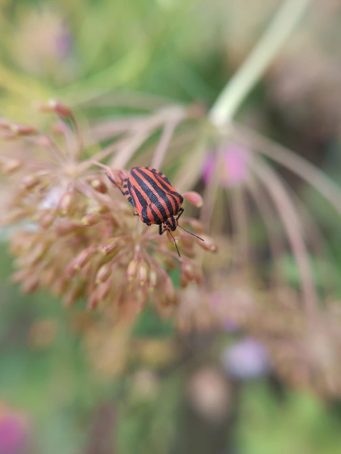Graphosoma italicum - csíkos pajzsospoloska