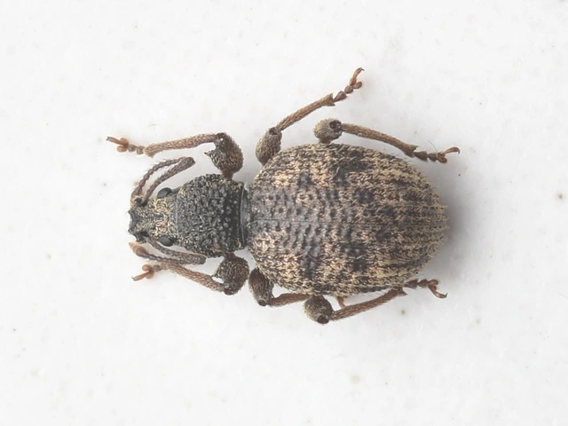 Otiorhynchus crataegi - galagonya-gyalogormányos
