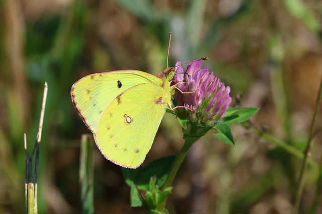 Colias alfacariensis - déli kéneslepke