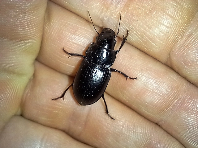 Acinopus ammophilus - nagy aknásfutó
