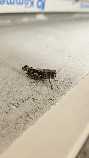 Calliptamus italicus - olaszsáska