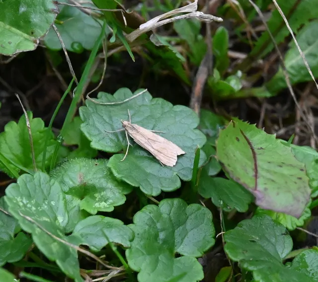 Nomophila noctuella - közönséges vándormoly